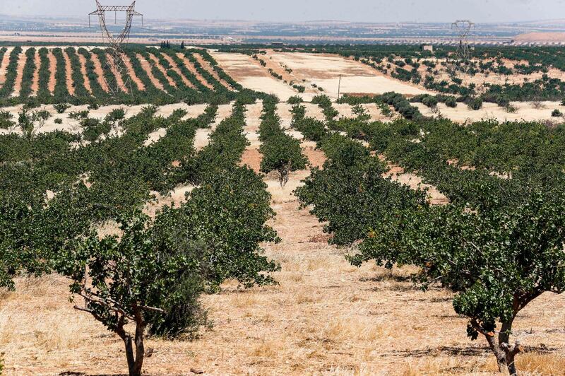 A view of pistachio trees growing at a pistachio orchard in the village of Maan, north of Hama in west-central Syria.  AFP