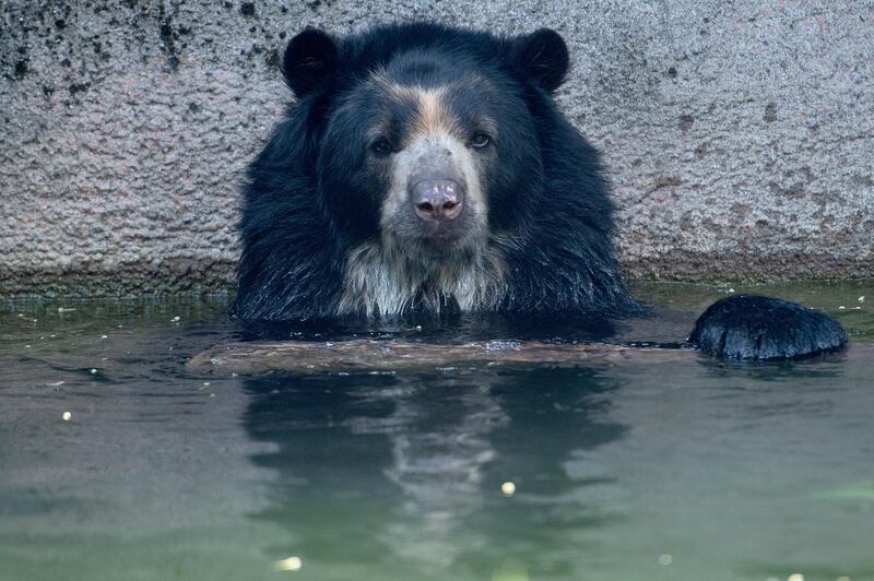 An Andean bear cools off in a pool at the Philadelphia Zoo in Philadelphia, Pennsylvania, USA. The Philadelphia Inquirer via AP