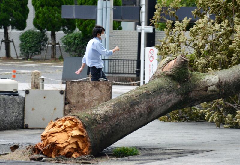 A tree is broken by strong winds as typhoon hits the city in Saga, southwestern Japan. AP