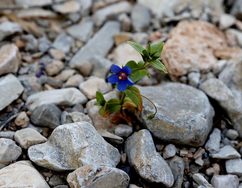 Ras Al Khaimah, United Arab Emirates- February, 08, 2014: The Purple flower is Anagallis Arvensis  at the  Wadi Al Bih in Ras Al Khaimah  . ( Satish Kumar / The National )  For Weekend /  Story by Anna