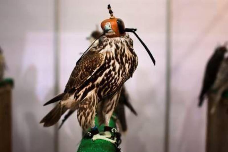 Falcons and falconry experts from around the world, including enthusiasts from Turkmenistan and Japan, will be at Adihex next month. Lee Hoagland / The National