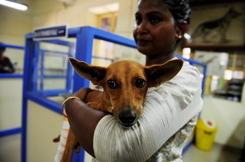 An Indian animal welfare activist carries 'Badhra', who was injured after being thrown from a two-storey building, following treatment at the Tamil Nadu Veterinary University Hospital in Chennai on July 6, 2016. Police have arrested two medical students after video of one flinging Badhra from a balcony went viral, sparking outrage. Arun Sankar/AFP Photo