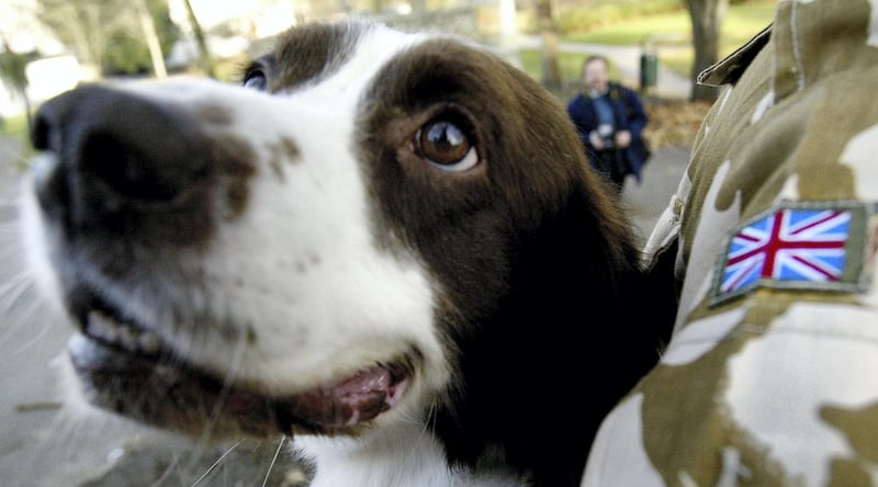 LONDON - DECEMBER 9:  Buster, a five-year-old springer spaniel attached to the Royal Army Veterinary Corps, is awarded the People's Dispensary for Sick Animals (PDSA) Dickin Medal - "the animal's Victoria Cross" - on December 9, 2003 in London. Buster helped save the lives of troops and civilians earlier this year in southern Iraq when he located a hidden cache of arms, explosives and bomb-making equipment. (Photo by Ian Waldie/Getty Images)