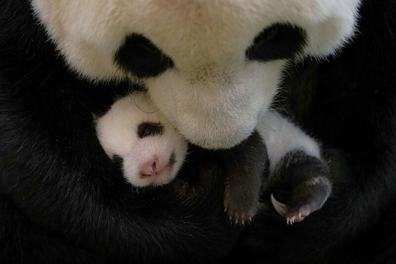 A mother panda cleans her 36-day-old cub at Taipei Zoo. AFP