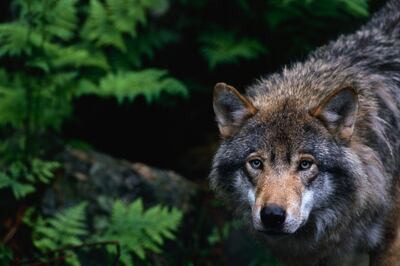 European grey wolf Canis lupus lupus. Getty Images