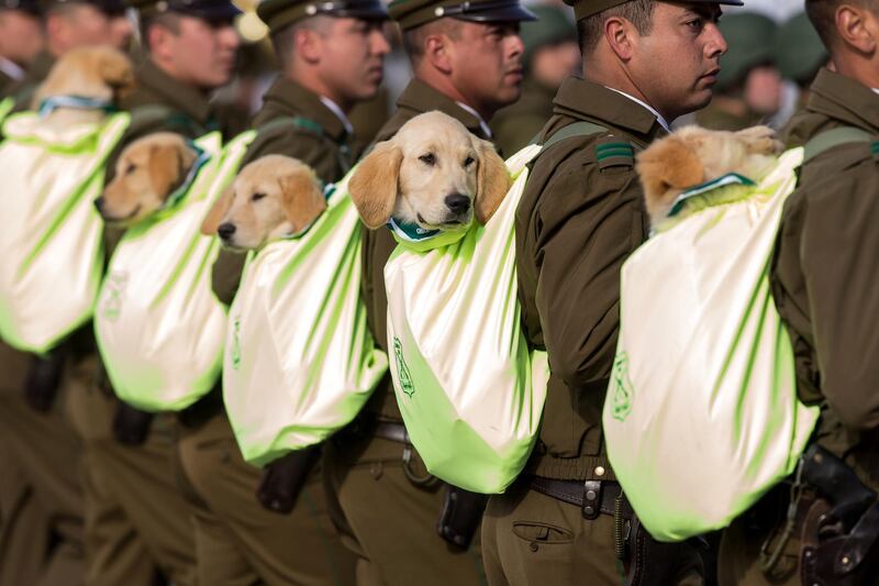 Puppies of the canine brigade of Carabineros participate in the Great Military Parade 2019 in Santiago, Chile.  EPA