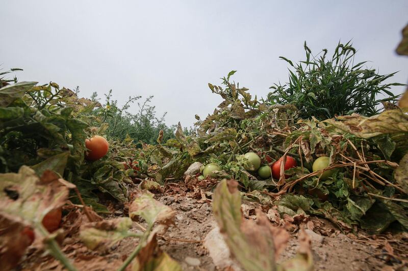 Tomato plants are completely dried out because of a lack of irrigation water. AFP