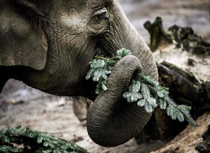 An elephant plays with Christmas trees in Amersfoort Zoo, in Amersfoort, The Netherlands. AFP