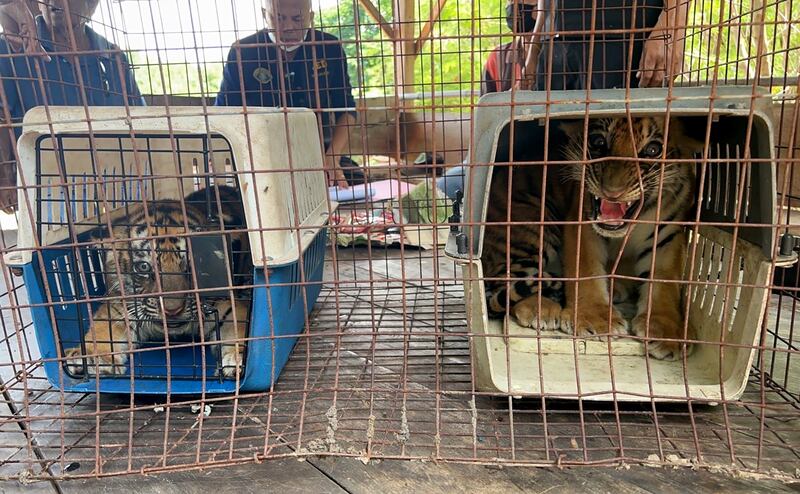 Thai police officers seize two tiger cubs after arresting a wildlife trafficker in May 2022. EPA