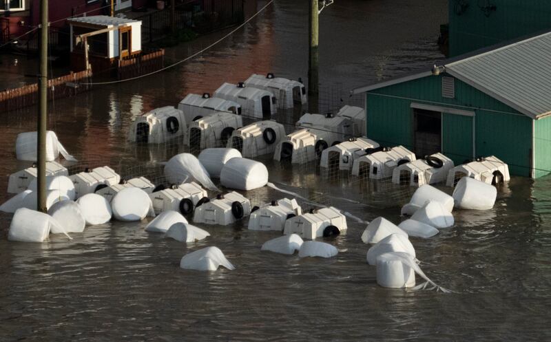 Calf houses float in the floodwaters.