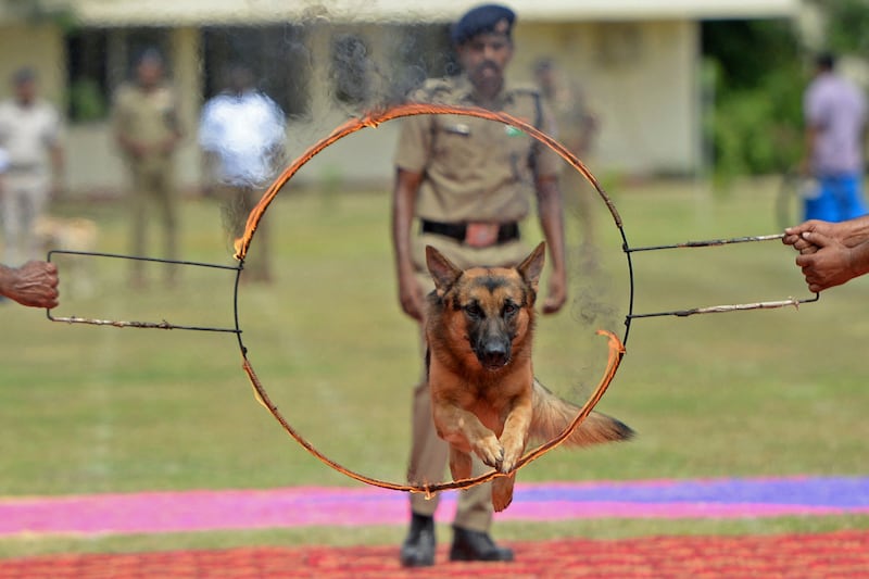 A dog from India's Railway Protection Force leaps through a fiery hoop at an event to celebrate the country's 75th Independence Day, in Chennai. AFP