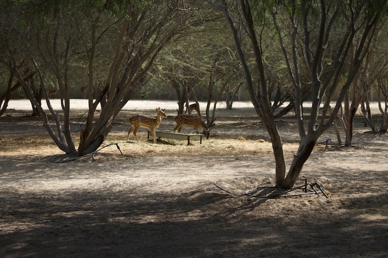 Al Jurf in Abu Dhabi is an idyllic place to picnic and spot some deer. Ahmed S Almansoori / The National