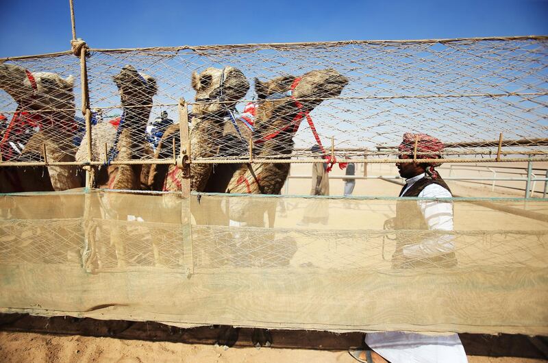 Jordanian Bedouins prepare to race camels using robotic jockeys at the Sheikh Zayed track in the town of al-Disi in the desert of Wadi Rum valley, on November 9, 2019. (The National)