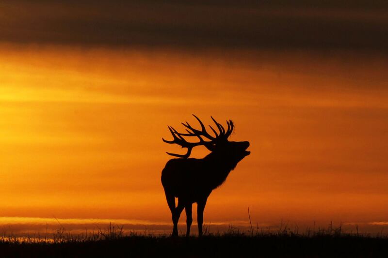 A buck silhouetted at sunset bellows near the village of Gorodilovichi, some 300 kilometres north of Minsk. Sergei Gapon / AFP Photo