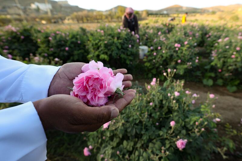 The beautiful and delicately fragrant Damascena rose is used to produce rose water and oil. AFP