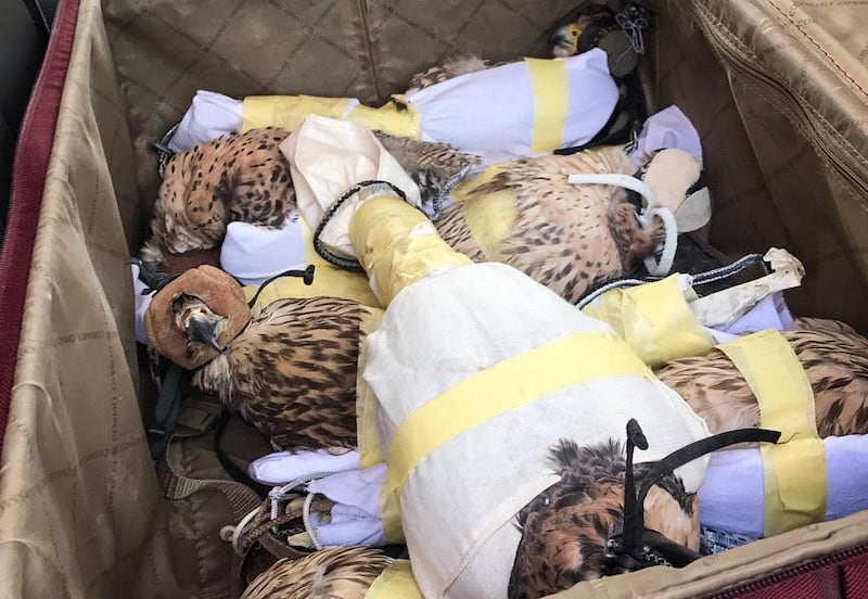 A group of peregrine falcons smuggled illegaly from Iraq into Kuwait have been discovered blindfolded in a suitcase by Kuwaiti authorities.