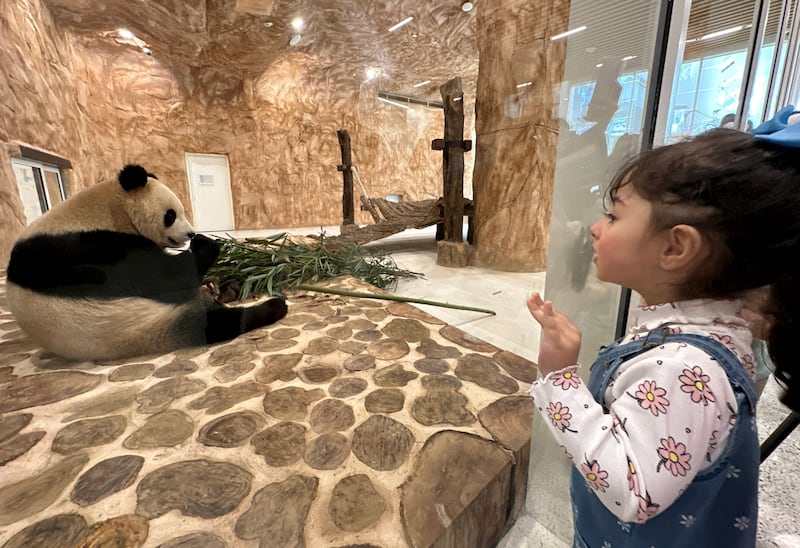 A young admirer watches one of the pandas that arrived on a special flight from China. Reuters