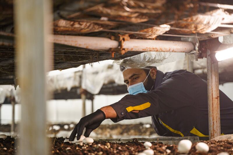 Mohammed Al Rawi's project in Niveneh uses sustainable farming techniques that allow him to grow mushrooms in a climate-controlled environment. Photo: Mohammed Al Rawi