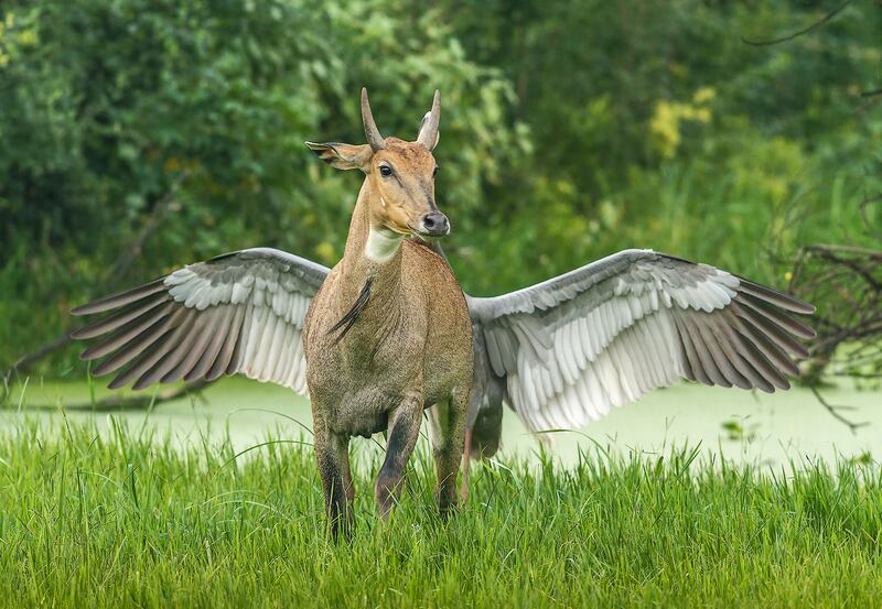 'Pegasus, the flying horse.' Taken in Keoladeo National Park, India. Jagdeep Rajput / Comedy Wildlife 2022
