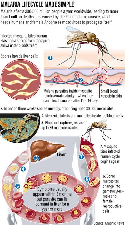 Malaria lifecycle