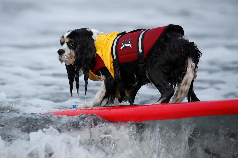 A dog rides a wave during competition at the 14th annual Helen Woodward Animal Center "Surf-A-Thon". Reuters