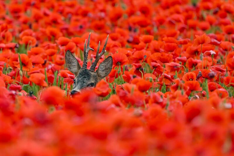 A roebuck stands in a cornfield full of bright red poppies in Oderbruch, Germany. AP
