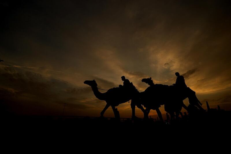 Racing camels and their handlers arrive early morning prior to the start of the Al Marmoom Heritage Festival.
