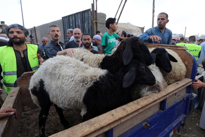 A sacrificial animal market in Giza, Egypt. EPA