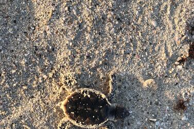 A baby hawksbill turtle makes its way into the sea at Saadiyat beach. Insun Woo/NYUAD