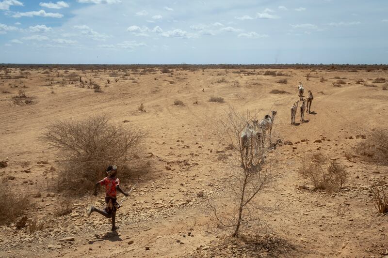 A child looks after his family's animals in the Shabelle zone of the Somali region of Ethiopia. Unicef via AP