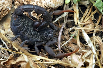 BFAMA2 Fattail scorpion or fat-tailed scorpion (Androctonus crassicauda)