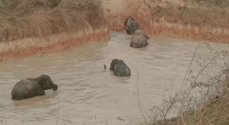 A screengrab of the elephants trapped in an irrigation pond in Goalpara district, Assam state, north-east India. Photo: Jitendra Kumar