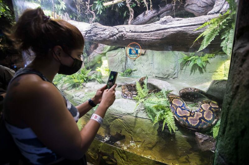 The Flooded Forest zone is home to Super Snake – a female reticulated python, aged 14, that weighs 115 kilograms.
