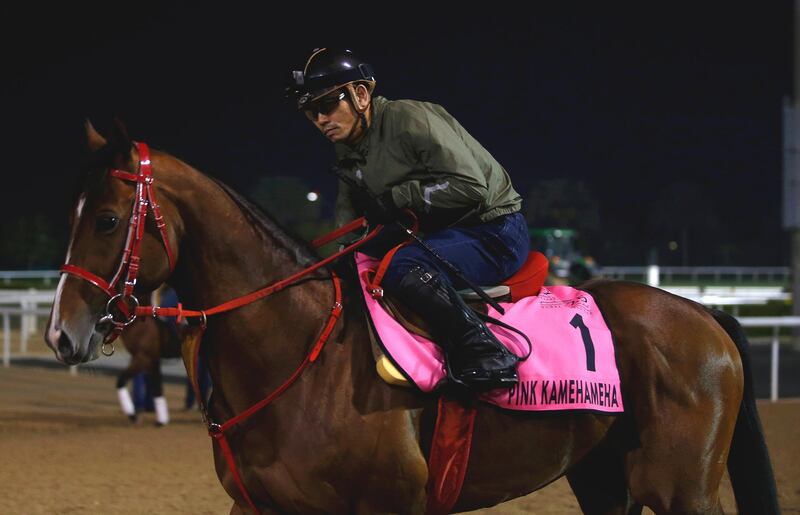 Pink Kamehameha from Japan during preparations for the Dubai World Cup. EPA