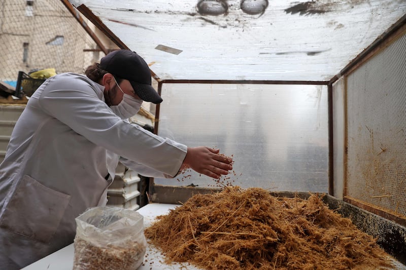 A Syrian farmer prepares chaff for growing oyster mushrooms at Al-Amal farm. Now in their new workshop in the basement of a building in Afrin, near the border with Turkey, they say they produce around 300 kilograms of mushrooms a week for sale in Aleppo and Idlib markets at the rate of $1.35 per kg.