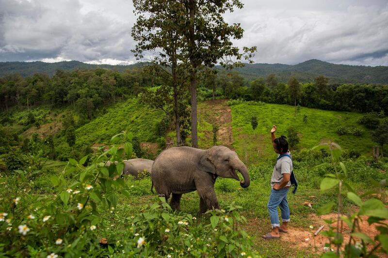 Charlie Putchimthatsanakan, a 23-year-old elephant owner, plays with Ronaaldo, his 1.5 year old baby elephant, on the outskirts of his home village of Mae Sapok in Chiang Mai, Thailand. Getty Images