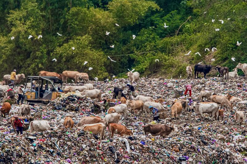 Scavenging birds and cows compete for scraps at a rubbish a dump in Bantul, Indonesia. AFP