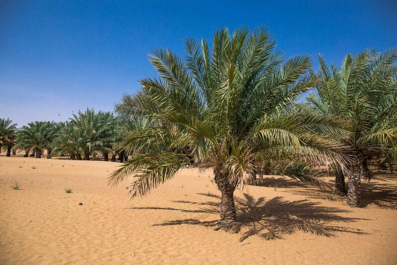 Ghaf and acacia trees are booming.
