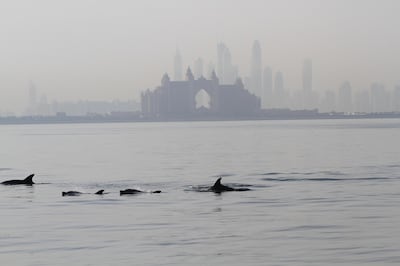 DUBAI, UNITED ARAB EMIRATES, MAY 18, 2014. Dolphins swim off the coast of Dubai in this hand out picture dated The UAE Dolphin Project aims to investigate the dolphin population along the UAE coastline and to provide scientific baseline information while also raising awareness. (Photo: Antonie Robertson/The National) Journalist Vesela Todorova. Section: National