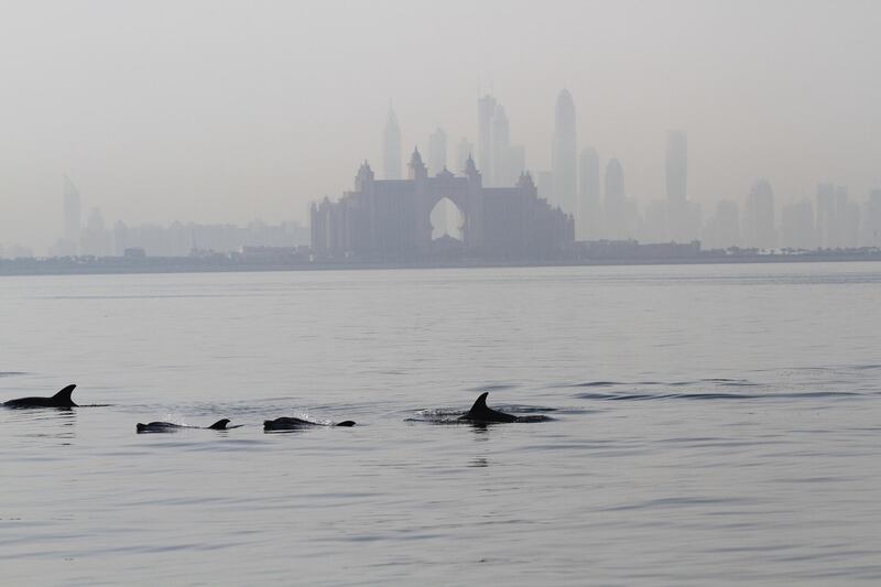 DUBAI, UNITED ARAB EMIRATES, MAY 18, 2014. Dolphins swim off the coast of Dubai in this hand out picture dated The UAE Dolphin Project aims to investigate the dolphin population along the UAE coastline and to provide scientific baseline information while also raising awareness. (Photo: Antonie Robertson/The National) Journalist Vesela Todorova. Section: National