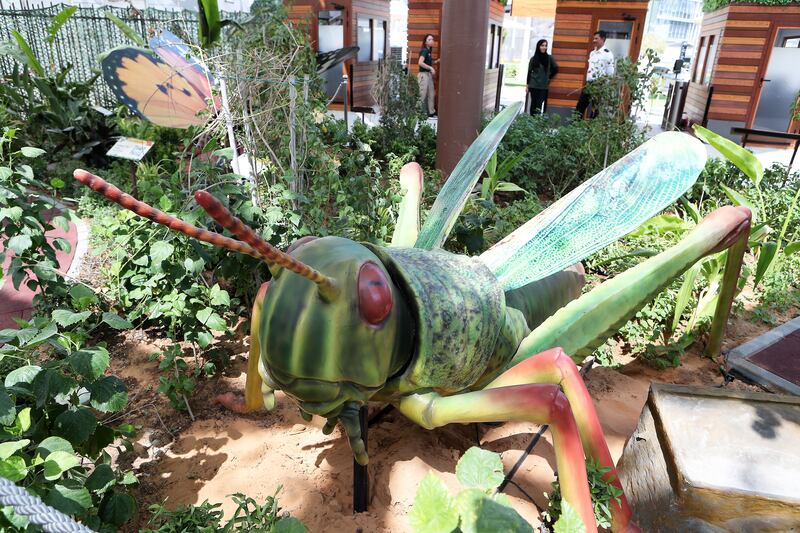 The red-legged grasshopper