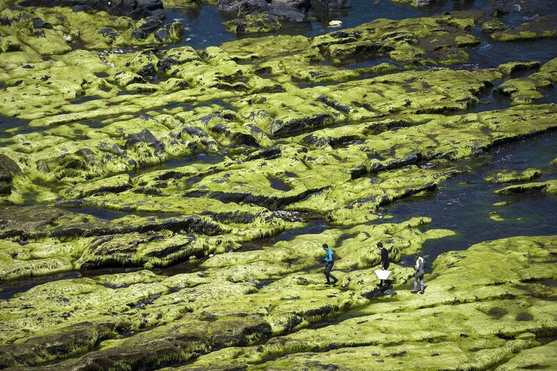 Seaweed does not take costly agricultural land or fresh water, as the plant grows in the sea, can remove contaminants from water and thereby can be applied for bioremediation and is ideally suited for biorefining. Miguel Riopa / AFP