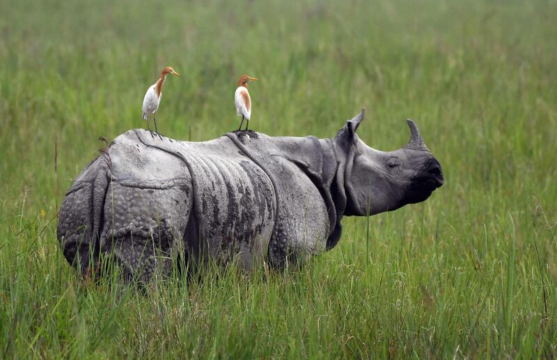 Egrets sit on a grazing one-horned rhinoceros in Kaziranga National Park, 220 km from Guwahati, the capital city of India’s northeastern state of Assam.  AFP