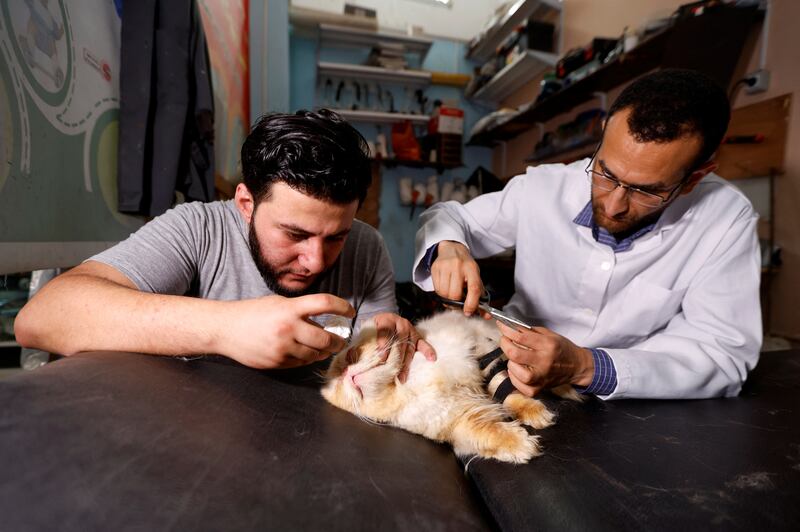 Mohammad Al Khaldi treats a cat with a bone fracture at his medical centre in Rafah in the southern Gaza Strip. Reuters