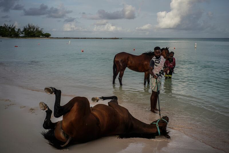 A horse from the Garrison Savannah Racetrack rolls on the beach off the Caribbean Sea during its daily swim and bath near Bridgetown, Barbados. AP 