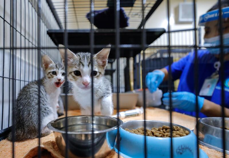 Abu Dhabi, United Arab Emirates, June 22, 2020.   
 Kittens are given their daily supplements at the Abu Dhabi Falcon Hospital.
Victor Besa  / The National
Section:  NA
Reporter:  Haneen Dajani