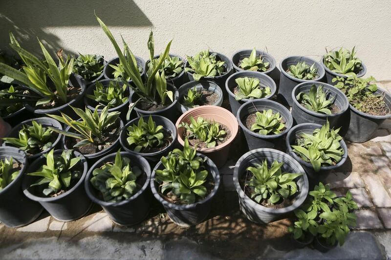 Ensure the containers you're planting in have a drainage system. Sarah Dea / The National