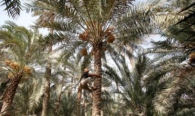The date palm is a longstanding source of cultural inspiration across the region. Reuters