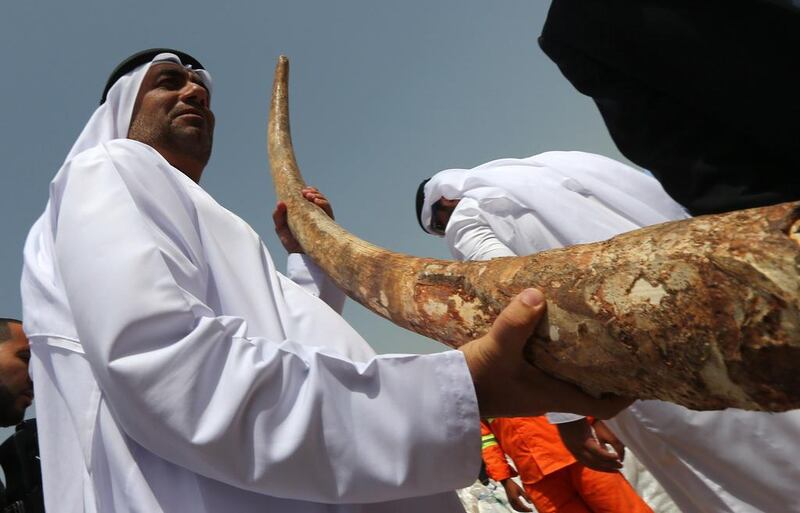 An Emirati official in Dubai holds the tusk of an elephant to be destroyed along with more than 10 tonnes of seized ivory in a symbolic act to help stop the illegal wildlife trade. Marwan Naamani / AFP Photo

