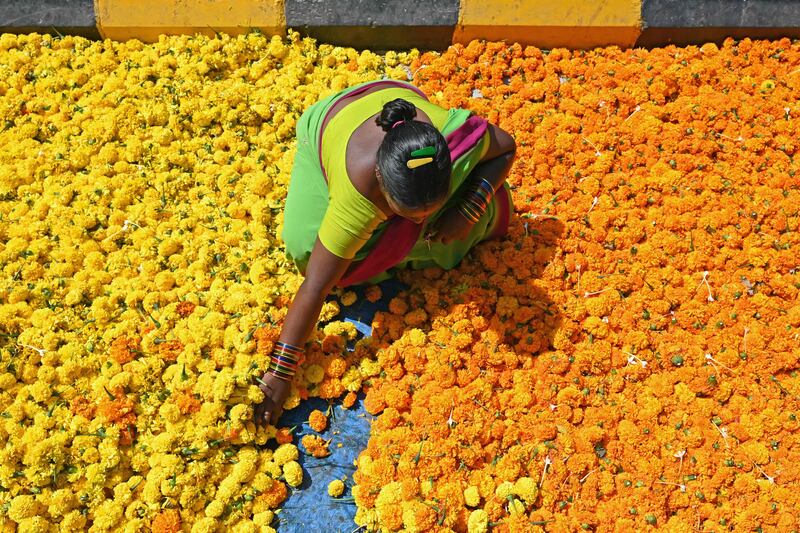 A roadside vendor segregates marigold flowers while waiting for customers in Hyderabad on October 23, 2023.  (Photo by Noah SEELAM  /  AFP)